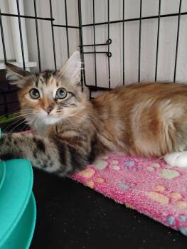 Binky ( Kat) -  Maine Coon and Domestic Long Hair Cat for Adoption in Vacaville, California - Binky ( Kat) | PetCurious