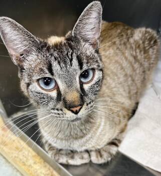 Siamese Cats Available for Adoption - Corretta Scott | PetCurious