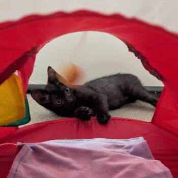 BILLY -  Domestic Short Hair Cat for Adoption in Burbank, California - BILLY | PetCurious