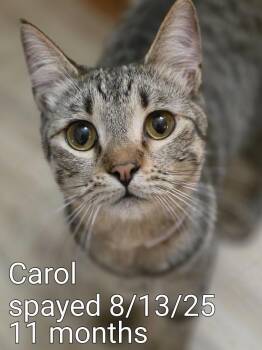 American Shorthair Cats Available for Adoption - Carol | PetCurious