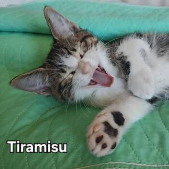 Domestic Short Hair Cats Available for Adoption in Layton, Utah - Tiramisu | PetCurious