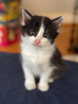 Domestic Short Hair Cats Available for Adoption in Los Angeles, California - Danni | PetCurious