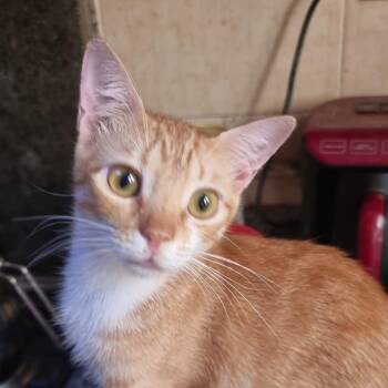 Autumn J -  American Shorthair and Tabby Cat for Adoption in Brampton, Ontario - Autumn J | PetCurious
