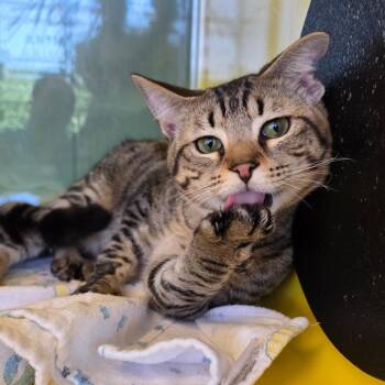 Domestic Short Hair Cats Available for Adoption - Landon | PetCurious