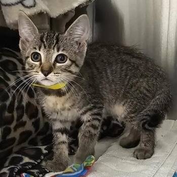 Coco Pebble (Y) -  Domestic Short Hair Cat for Adoption in Schenectady, New York - Coco Pebble (Y) | PetCurious