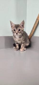 Athena -  Domestic Short Hair Cat for Adoption in Athens, Tennessee - Athena | PetCurious
