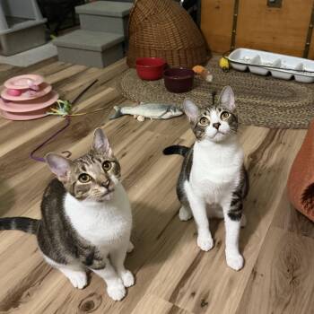 Bonsai & Haiku -  Domestic Short Hair Cat for Adoption in Buffalo, New York - Bonsai & Haiku | PetCurious