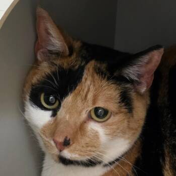 Domestic Short Hair Cats Available for Adoption in Reno, Nevada - Domino | PetCurious
