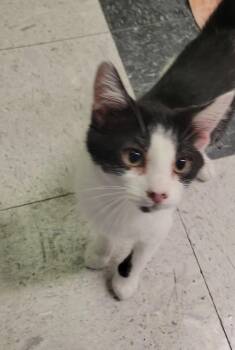 FRIEND -  Domestic Short Hair Cat for Adoption in Sandusky, Ohio - FRIEND | PetCurious
