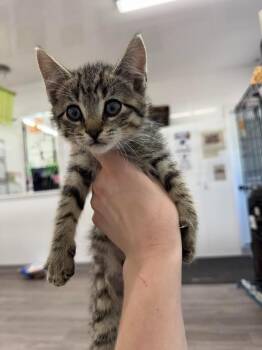 Dallas -  Domestic Short Hair Cat for Adoption in Glenfield, New York - Dallas | PetCurious