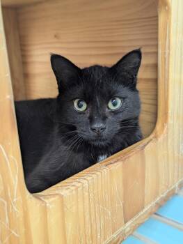 Beetle -  Domestic Short Hair Cat Available for Adoption in La Porte, Indiana - Beetle | PetCurious
