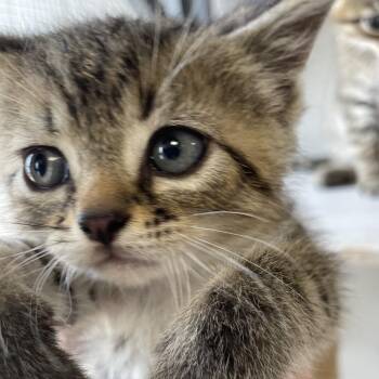 Marlon -  Domestic Short Hair Cat for Adoption in Brownsboro, Alabama - Marlon | PetCurious