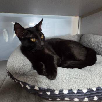 Chandelier -  Domestic Short Hair Cat for Adoption in Port Charlotte, Florida - Chandelier | PetCurious