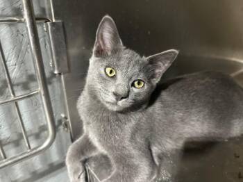 Adam Cat (Available November 2026) -  Russian Blue Cat for Adoption in Clarksville, Virginia - Adam Cat (Available November 2026) | PetCurious