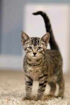 COTTON CANDY -  Domestic Short Hair Cat for Adoption in Belleville, Illinois - COTTON CANDY | PetCurious