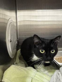 SUTTON -  Domestic Short Hair Cat for Adoption - SUTTON | PetCurious