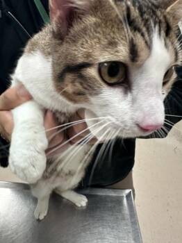 Barry(pent4) -  Domestic Short Hair Cat for Adoption in Marietta, Georgia - Barry(pent4) | PetCurious