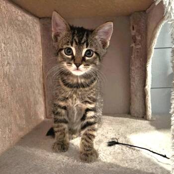 Knight -  Domestic Short Hair Cat for Adoption in Caldwell, Texas - Knight | PetCurious
