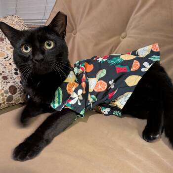 Bartholomeow -  Domestic Short Hair Cat for Adoption in Alexandria, Virginia - Bartholomeow | PetCurious