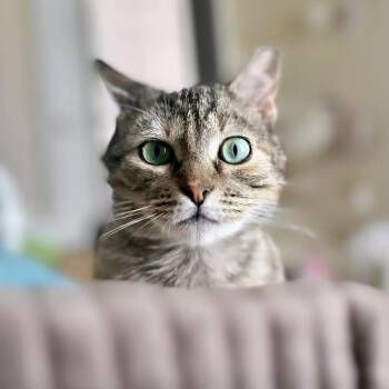 Rescue Domestic Short Hair Cats for Adoption in Norfolk, Virginia - Bella | PetCurious