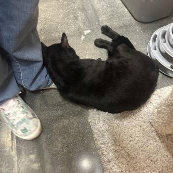 Bombay Cats Available for Adoption - Andy | PetCurious