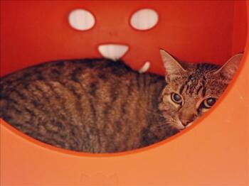 Domestic Short Hair Cats Available for Adoption in Conroe, Texas - ARLO | PetCurious