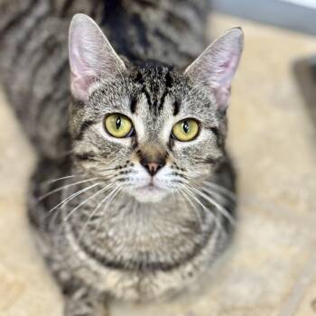 Marina -  Domestic Short Hair Cat for Adoption in Winchendon, Massachusetts - Marina | PetCurious