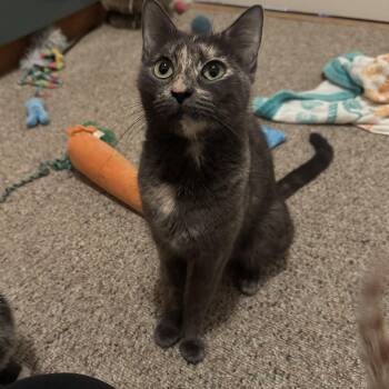 Tortoiseshell and Dilute Tortoiseshell Cats Available for Adoption - Crayola | PetCurious