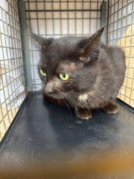 Domestic Short Hair Cats Available for Adoption in Honolulu, Hawaii - Paulina | PetCurious