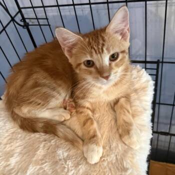 Mango Hudson -  Domestic Short Hair Cat for Adoption in Merrifield, Virginia - Mango Hudson | PetCurious