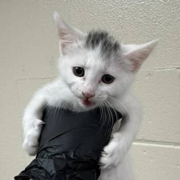Byte -  Domestic Short Hair Cat for Adoption in Reno, Nevada - Byte | PetCurious