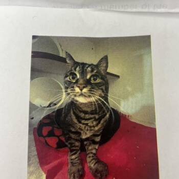Domestic Short Hair Cats Available for Adoption in Pasadena, California - Silversun | PetCurious