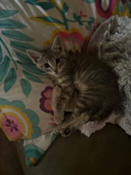 Sissy -  Tabby and Domestic Short Hair Cat for Adoption in Pineville, Louisiana - Sissy | PetCurious