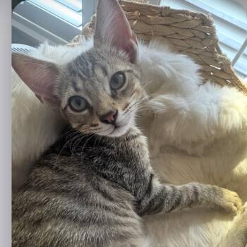 Pickles -  Domestic Short Hair Cat for Adoption in Houston, Texas - Pickles | PetCurious