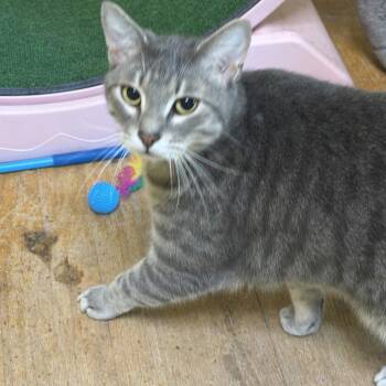 Domestic Short Hair Cats Available for Adoption in Norman, Oklahoma - Loki | PetCurious