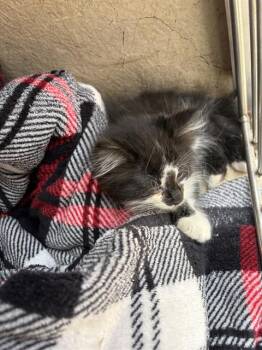 LIL RICKIE -  Domestic Short Hair Cat for Adoption in Oklahoma City, Oklahoma - LIL RICKIE | PetCurious