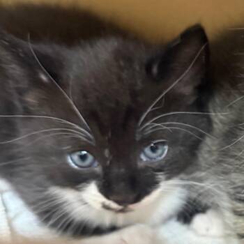 Ken -  Domestic Short Hair Cat for Adoption in Winston-salem, North Carolina - Ken | PetCurious