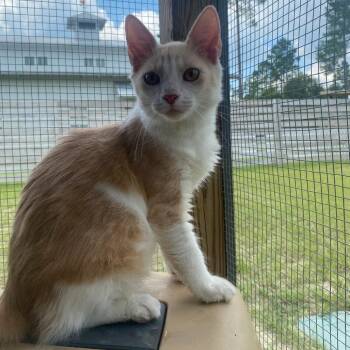 Frosted Flakes -  American Shorthair Cat for Adoption in Freeport, Florida - Frosted Flakes | PetCurious
