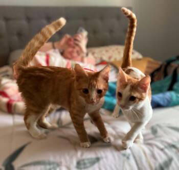John -  Domestic Short Hair Cat for Adoption in Boston, Massachusetts - John | PetCurious