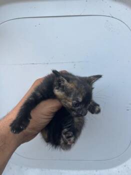 MEG -  Domestic Short Hair Cat for Adoption in Doral, Florida - MEG | PetCurious