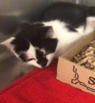Cider -  Domestic Short Hair Cat for Adoption in Elmira, New York - Cider | PetCurious