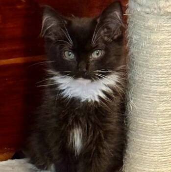 Beau -  American Shorthair and Tuxedo Cat for Adoption in Johnson City, Tennessee - Beau | PetCurious