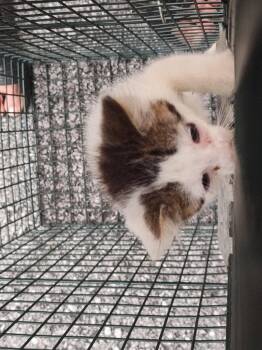 Buckey -  Domestic Short Hair Cat for Adoption in Cromwell, Kentucky - Buckey | PetCurious