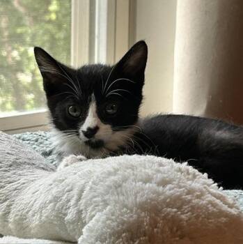 Sam -  Domestic Short Hair Cat for Adoption in Reynoldsburg, Ohio - Sam | PetCurious