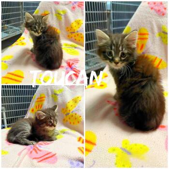 Toucan -  Domestic Short Hair Cat for Adoption in Saint James, Missouri - Toucan | PetCurious