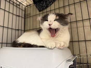 Domestic Short Hair and Calico Cats Available for Adoption in Chandler, Arizona - Skye Apache | PetCurious
