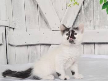 ESMERELDA -  Domestic Medium Hair and Domestic Short Hair Cat for Adoption in Oroville, California - ESMERELDA | PetCurious