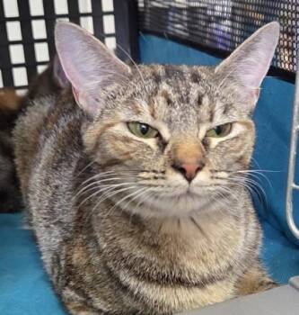 Domestic Short Hair Cats Available for Adoption in Fairhope, Alabama - Precious | PetCurious