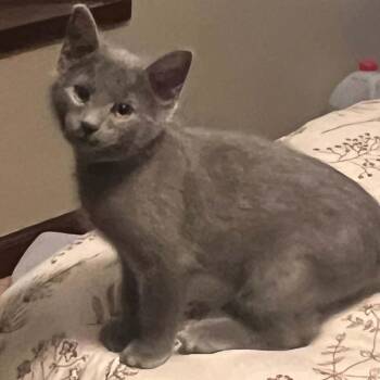Ivanhoe -  Domestic Long Hair Cat for Adoption - Ivanhoe | PetCurious