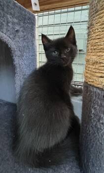 Pacha -  Domestic Short Hair Cat for Adoption in Tacoma, Washington - Pacha | PetCurious